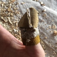 Kabutroid's right hand with a stitched leather sheath on her thumb, with an added layer of leather over the pad.