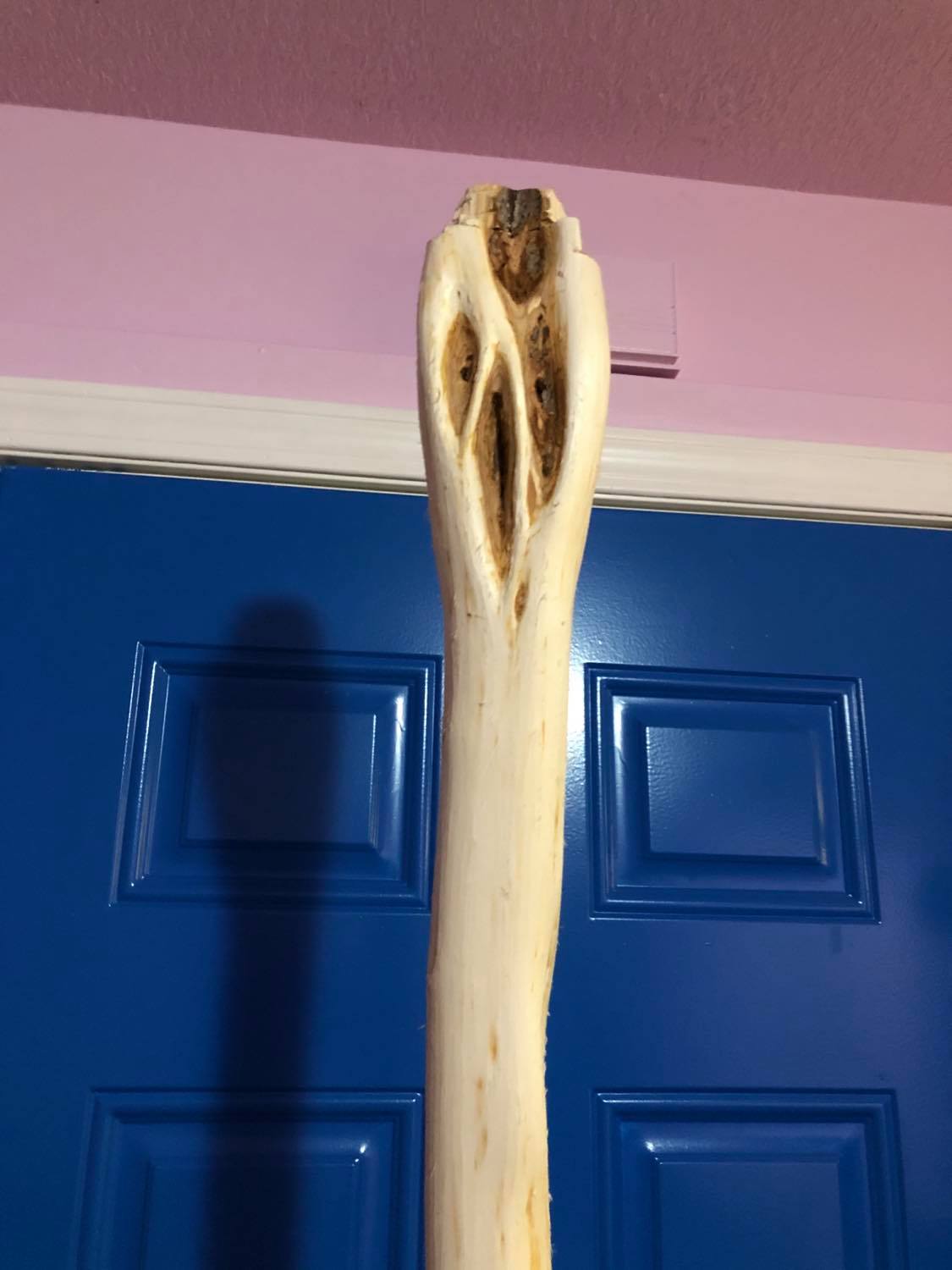 The head of the staff, still uncarved and just roughly cut. The vinework in the staff is clearly visible.