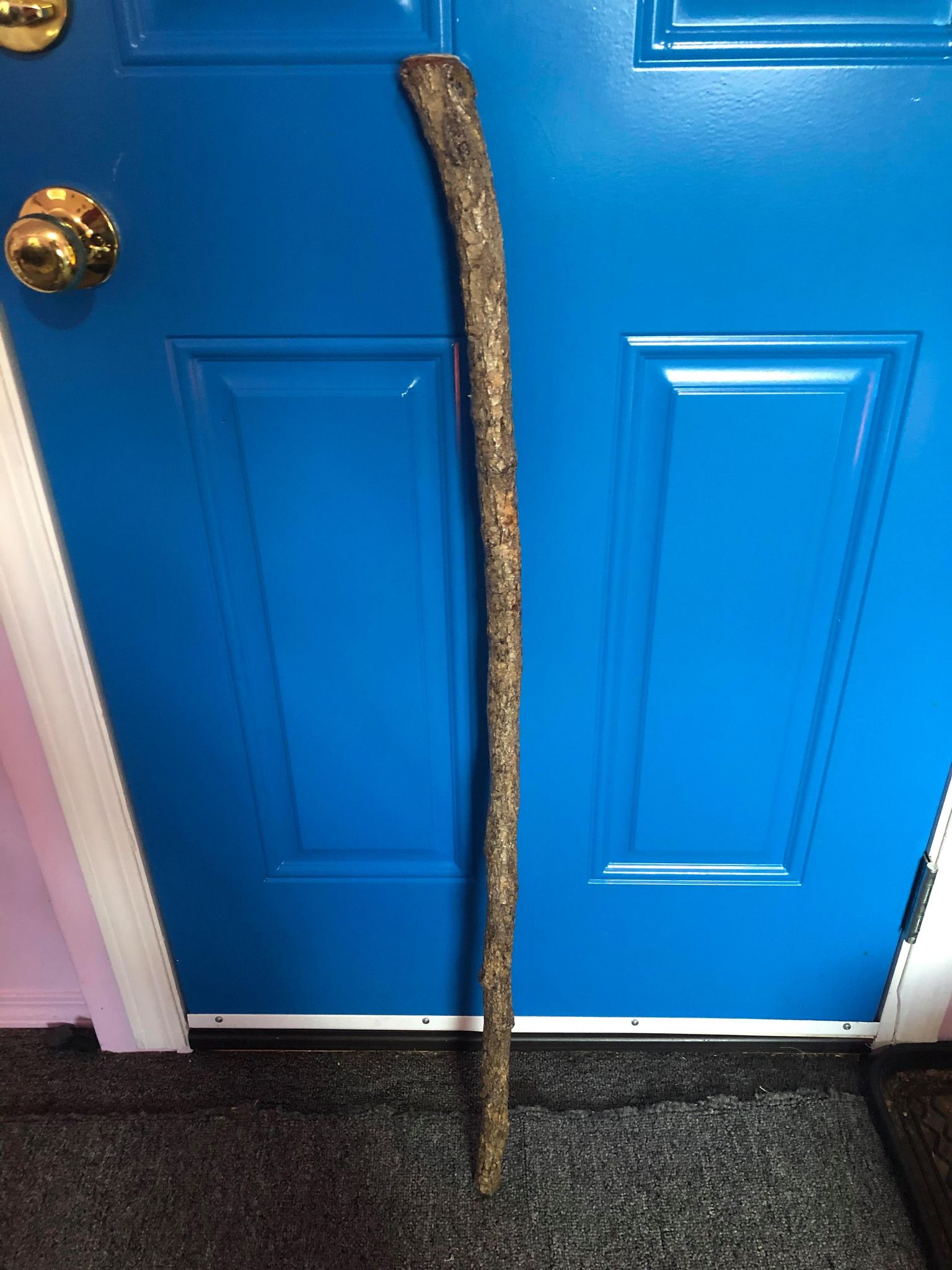 The staff leaning up against a door, so you can inspect the bark and stuff. A fair amount of cracks in it, more towards the top, and the top bends back just a little bit more than the rest of the natural curve, and I have it rounded to have a somewhat round top heel. It fits in the hand nice.