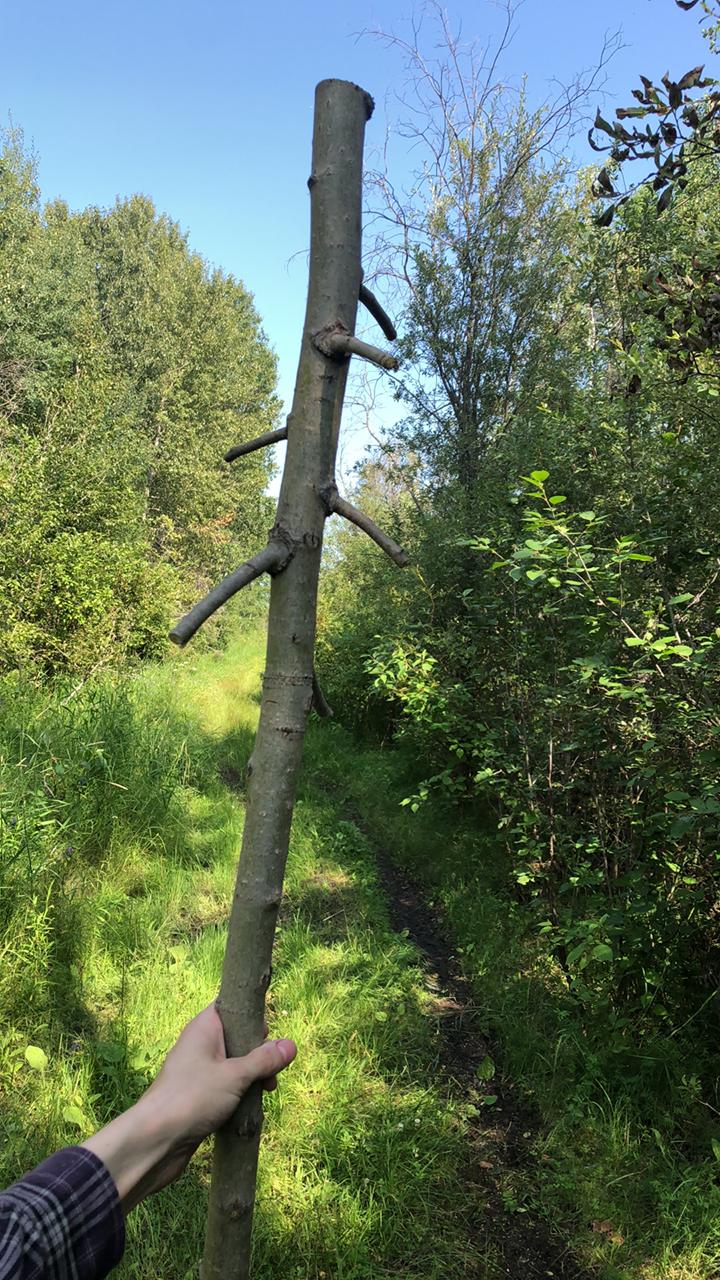 Showing the staff when it was first obtained, uncarved and roughly cut in the middle of the forest.