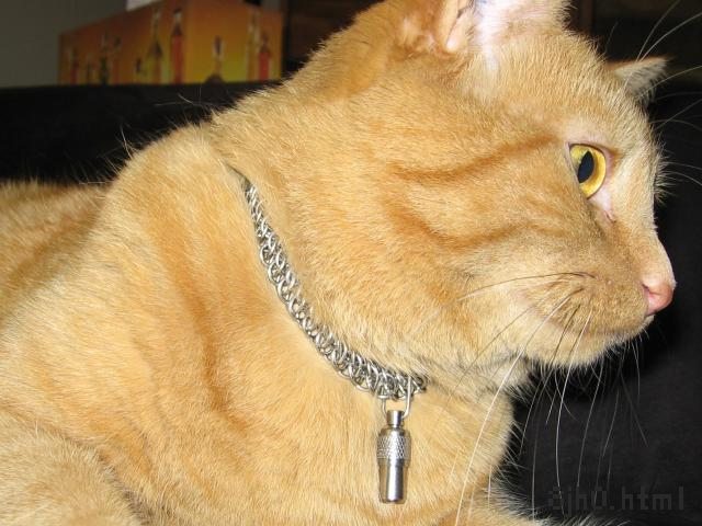 My cat Jack wearing the chainmaille collar, with breakaway ring as mentioned off course. Orange cat sitting on a brown couch.