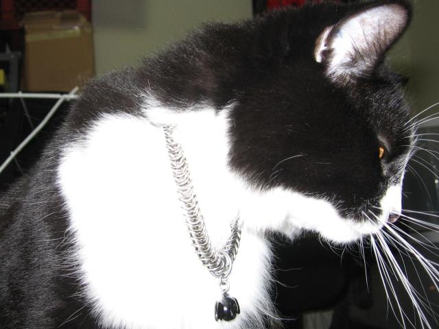 My cat Nikita wearing the chainmaille collar, standing in a somewhat messy corner of the room.