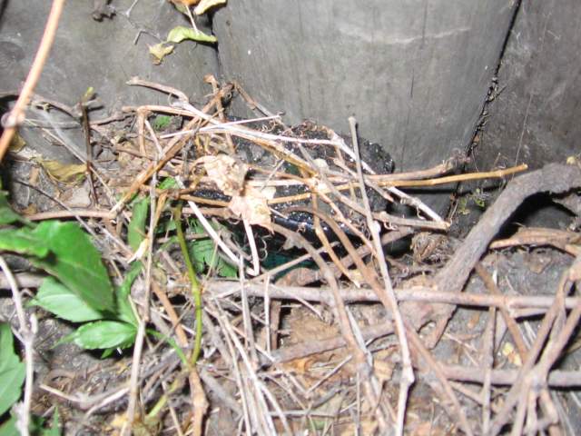 The cache hiding on site, hidden amongst the vines there.