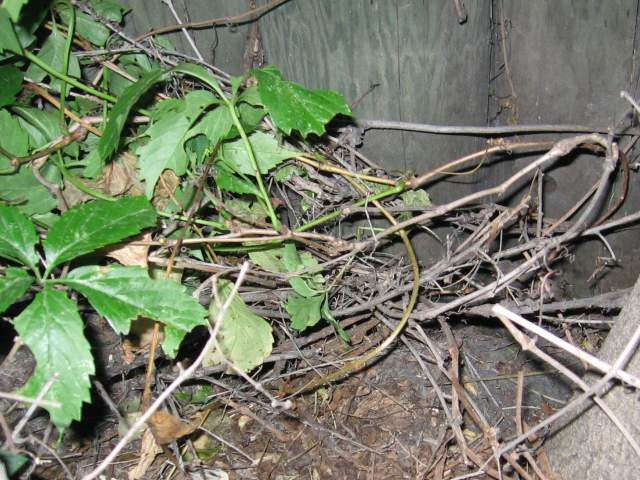 The vines pushed back on top of the container, hiding it completely.