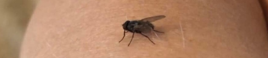 A fly sitting on Kabutroid's arm