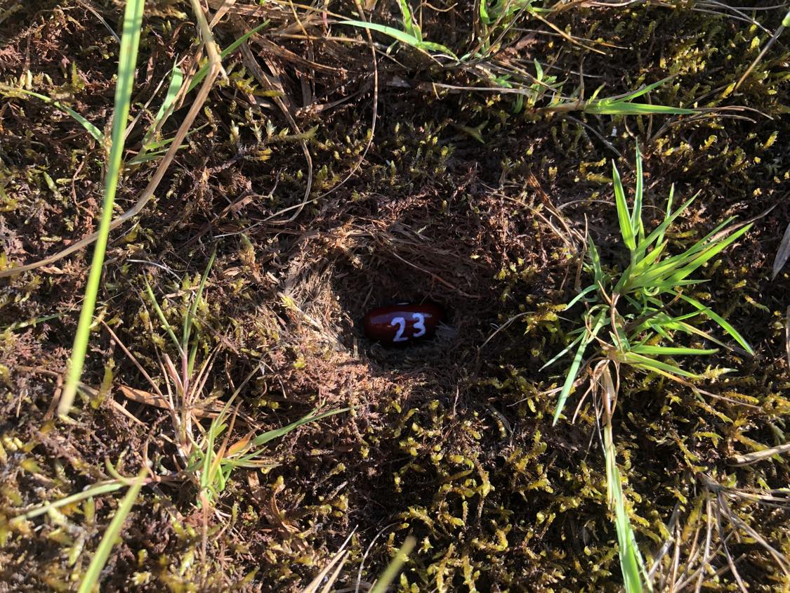 A bean labelled number 23 sitting inside of a hole in the soil, surrounded by grasses and moss.