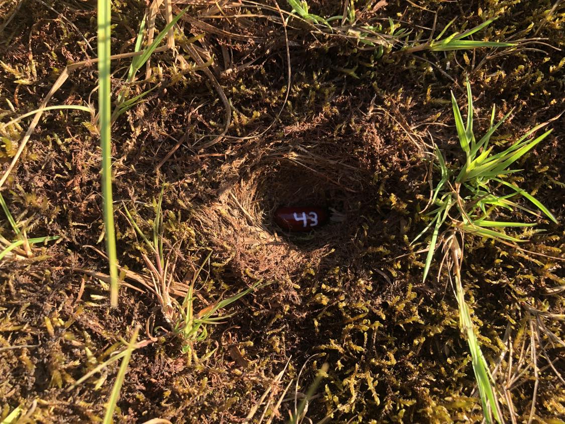A bean labelled number 43 sitting inside of a hole in the soil, surrounded by grasses and moss.