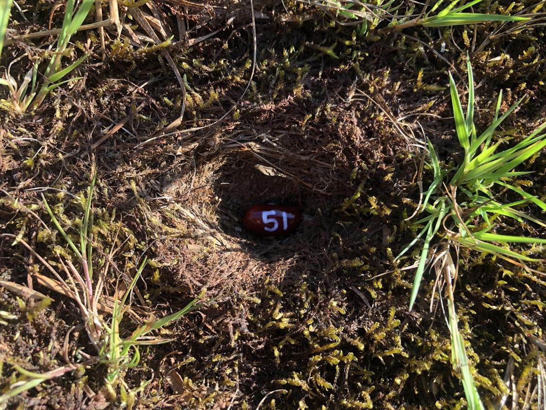 A bean labelled number 51 sitting inside of a hole in the soil, surrounded by grasses and moss.