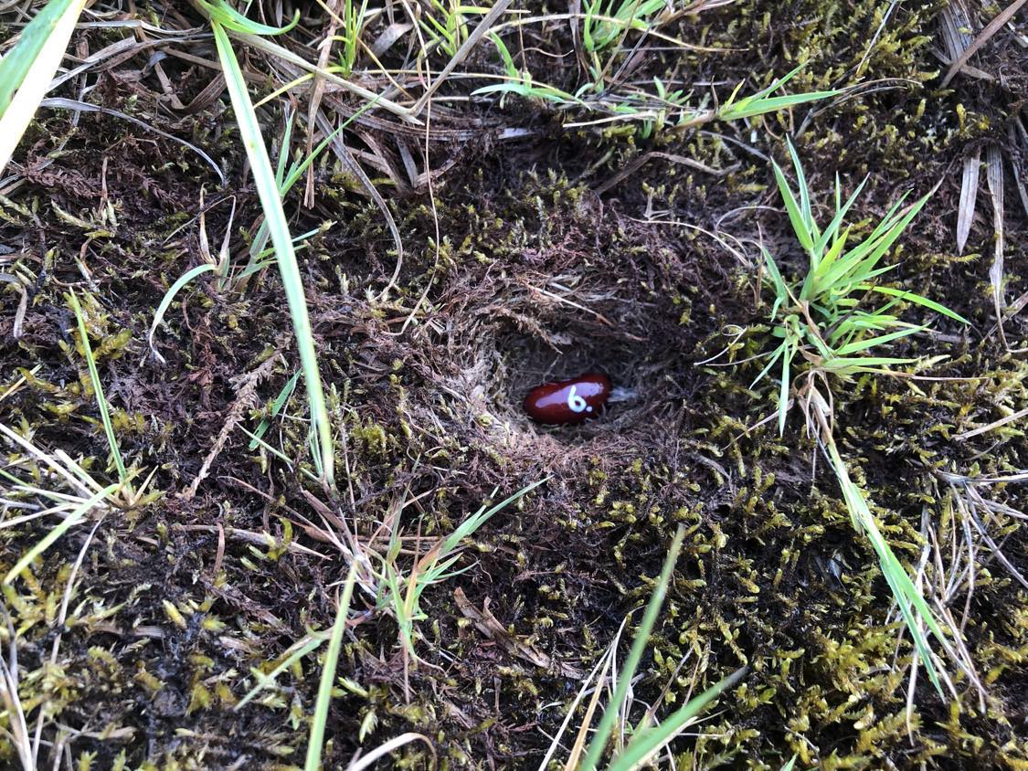 A bean labelled number 6 sitting inside of a hole in the soil, surrounded by grasses and moss.