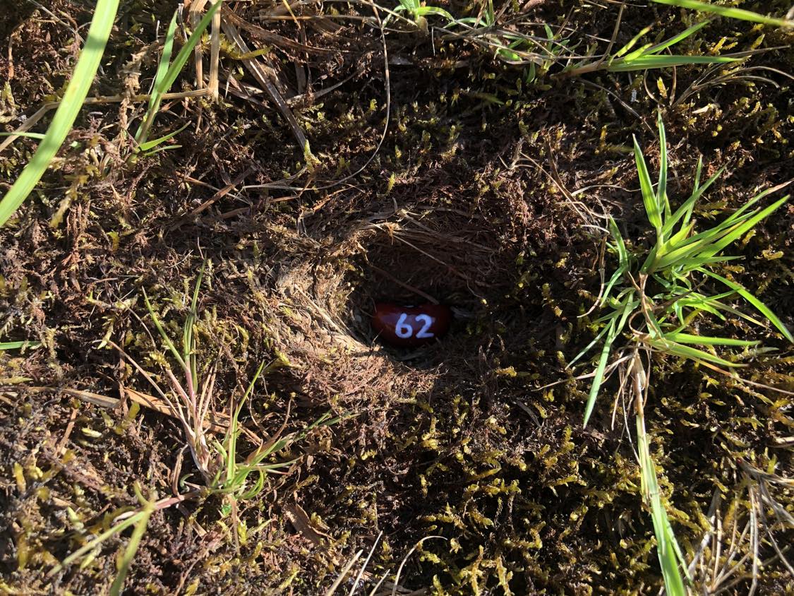 A bean labelled number 62 sitting inside of a hole in the soil, surrounded by grasses and moss.