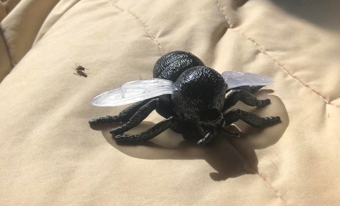 DAawwwwwwwww, a lil fly is walking towards a great big giant fly that I got as a tribute to them! I caught a pic with the lil fly's arm out, so it looks like they're pointing at the giant housefly. It's like the most adorable thing ever *heart* *heart* *heart* *heart*